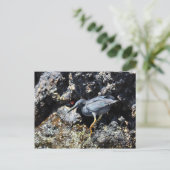 Lava Heron, Galapagos Briefkaart (Staand voorkant)
