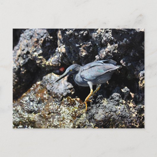 Lava Heron, Galapagos Briefkaart (Voorkant)