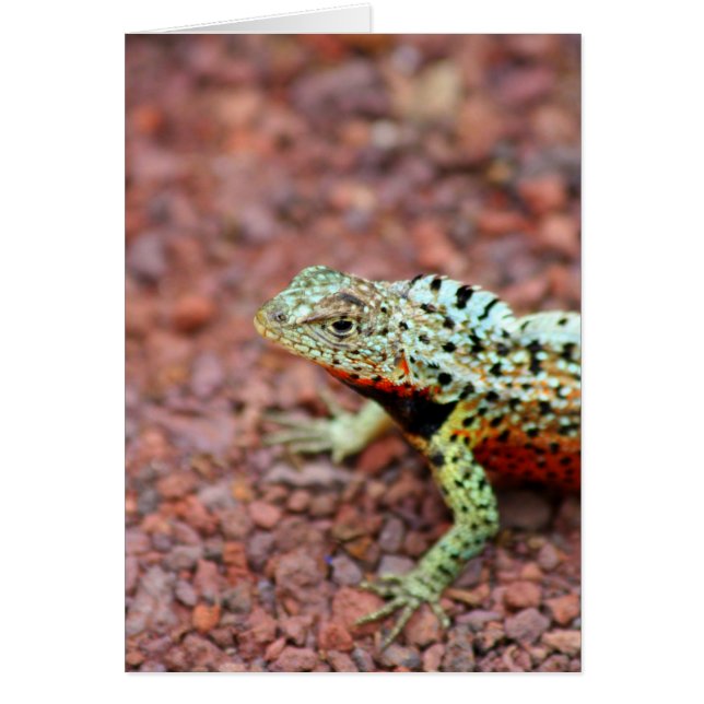 Lava Lizard (Devant)