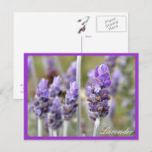 Lavande en fleur carte postale (Devant / Derrière)