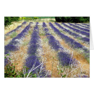 Lavande en Provence, S Cyr