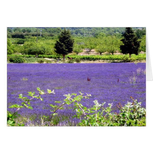 Lavande Provençale, S Cyr (Devant horizontal)