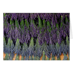 Lavande sur bâti de séchage