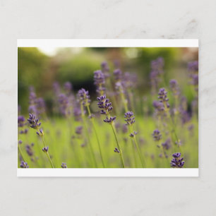 lavenblauw briefkaart