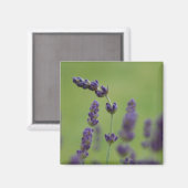 Lavendar aimant floral (Recto/Verso)