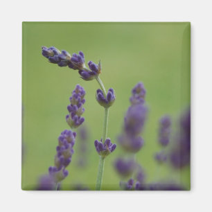 Lavendar aimant floral