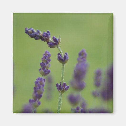 Lavendar aimant floral (Devant)