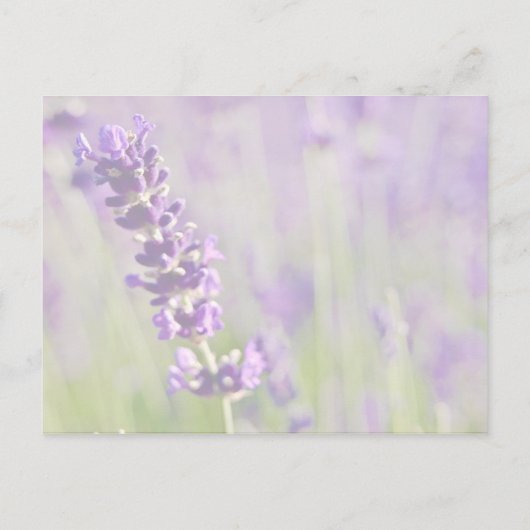 Lavendar ・ Enregistrer la carte postale Date (Dos)