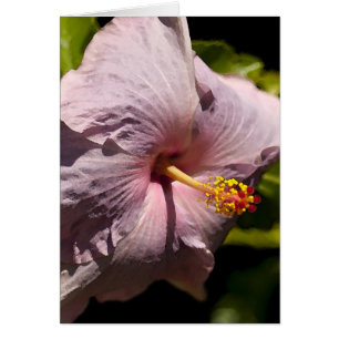 Lavendar Hibiscus