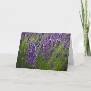 Lavendar Lavendel Kaart