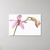 Lavendar Paarse Orchid Canvas Afdruk (Voorkant)