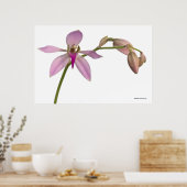 Lavendar Paarse Orchid Poster (Keuken)