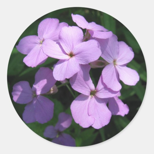 Lavendar Wildflower Sticker (Voorkant)