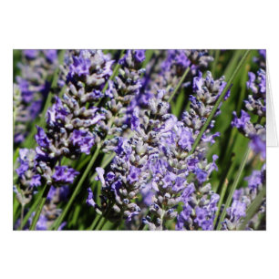 Lavendel