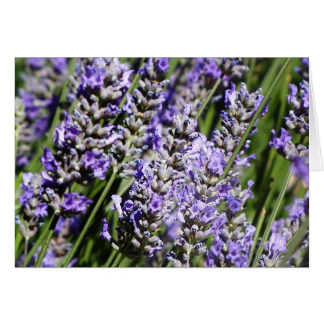 Lavendel (Voorkant Horizontaal)