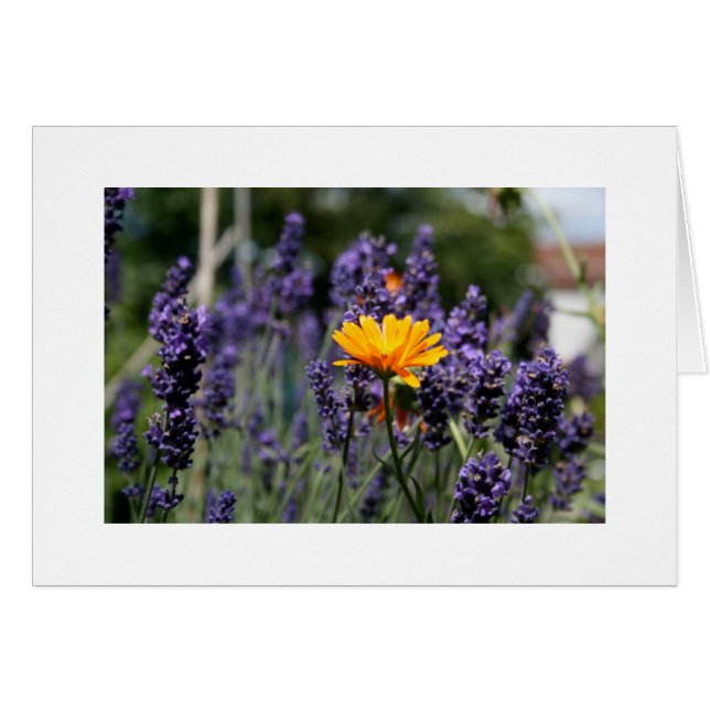 Lavendel (Voorkant Horizontaal)