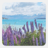 Lavendel aan de oever van het meer