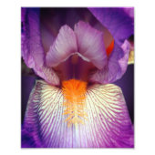 Lavendel baardbloemblad Iris bloemblad Close Up 8x Foto Afdruk (Voorkant)