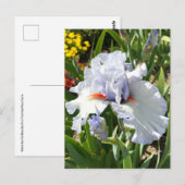 Lavendel bebaarde iris Briefkaart (Voorkant / Achterkant)