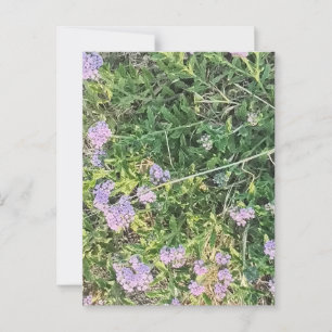 Lavendel bloeit tussen wilde weidegrassen briefkaart