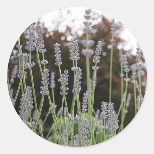 Lavendel Bloem Ronde Stickers (Voorkant)