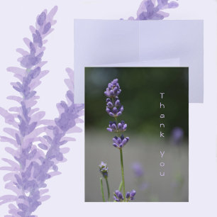 Lavendel Bloemen Bloemisterij Botanische Fotografi Notitiekaartje