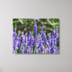 Lavendel bloemen omhoog dicht canvas print