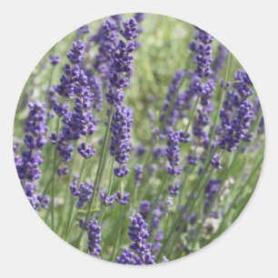 Lavendel Bloemen Stickers