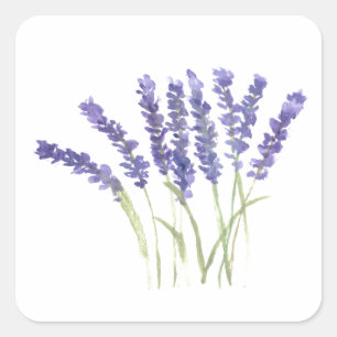 Lavendel bloemen waterverf rustige kruiden floraal vierkante sticker