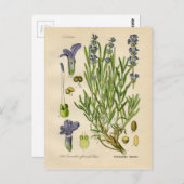  lavendel Botanische Afdruk Briefkaart (Voorkant / Achterkant)