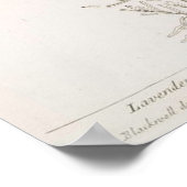 Lavendel botanische print poster (Hoek)