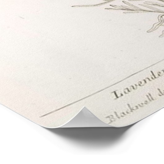 Lavendel botanische print poster (Hoek)