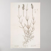 Lavendel botanische print poster (Voorkant)