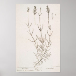 Lavendel botanische print poster