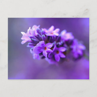 Lavendel Briefkaart