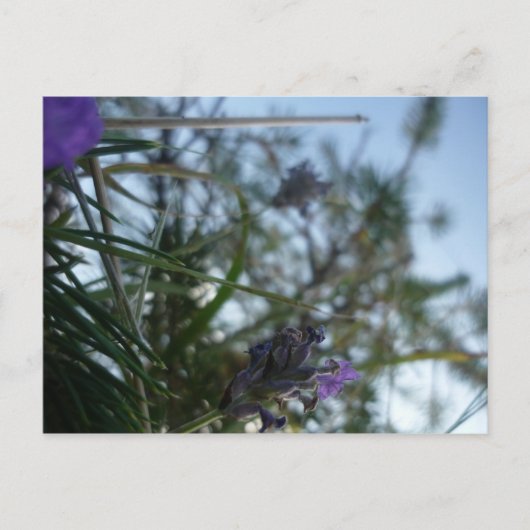 lavendel briefkaart (Voorkant)