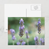 Lavendel Briefkaart (Voorkant / Achterkant)