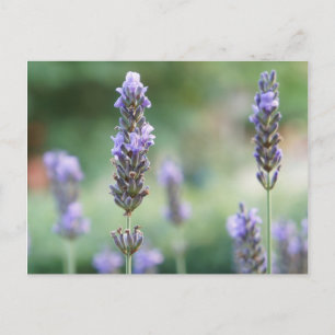 Lavendel Briefkaart