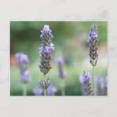 Lavendel Briefkaart (Voorkant)