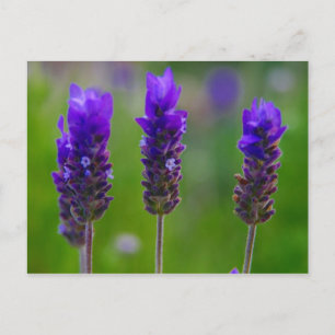 lavendel briefkaart