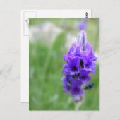 Lavendel Briefkaart (Voorkant / Achterkant)