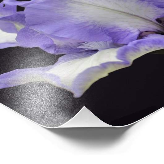 Lavendel en witte baardirisbloem 8x10 foto afdruk (Hoek)