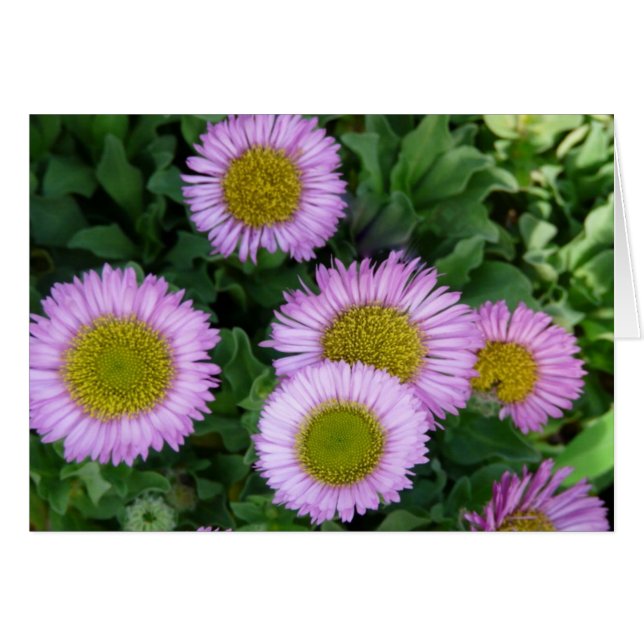  Lavendel Erigeron Flowers (Voorkant Horizontaal)
