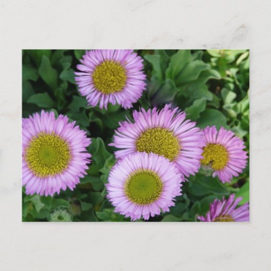  Lavendel Erigeron Flowers Briefkaart (Voorkant)