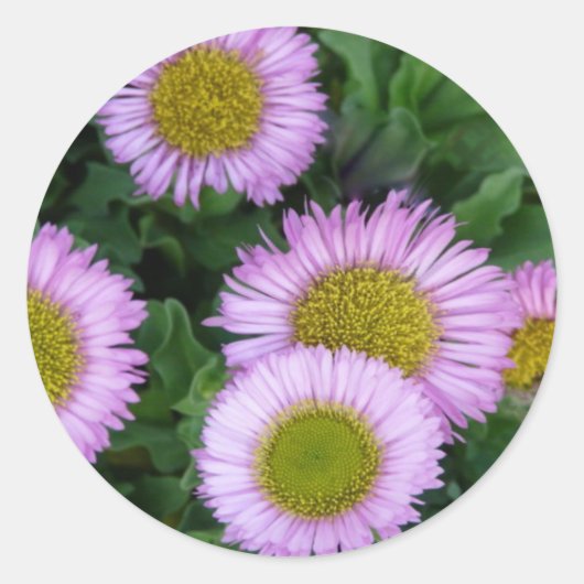 Lavendel Erigeron Flowers Ronde Sticker (Voorkant)