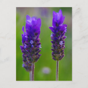 lavendel flora briefkaart