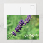 Lavendel Groetjes Briefkaart (Voorkant / Achterkant)