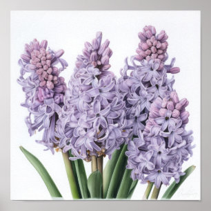 Lavendel Hyacint Bloemenkunst Print Poster