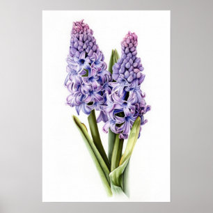 Lavendel Hyacint Bloemenkunst Print Poster