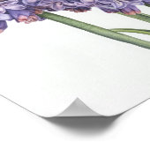 Lavendel Hyacint Bloemenkunst Print Poster (Hoek)
